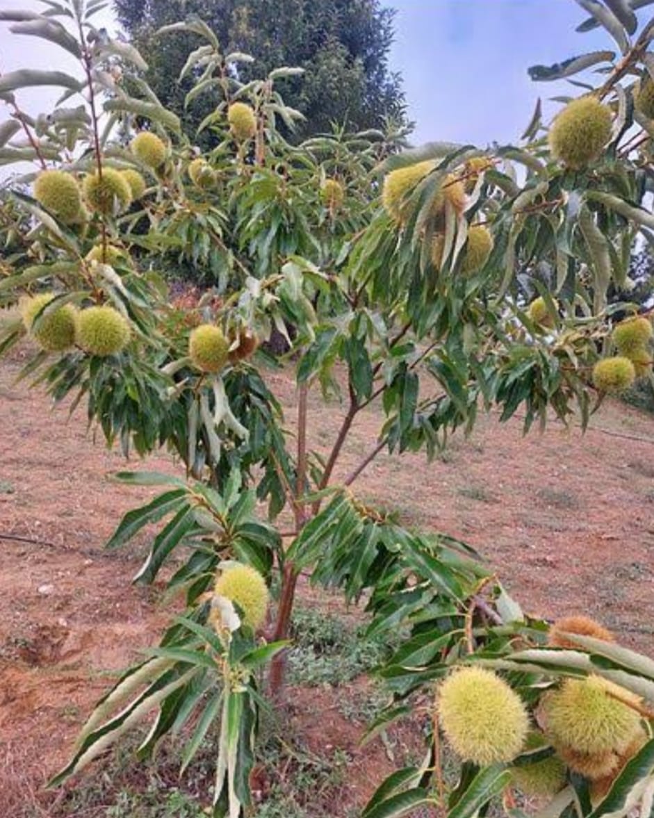 MARİGULE KESTANE FİDANI 